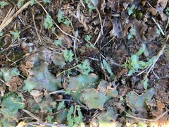 Marchantia polymorpha