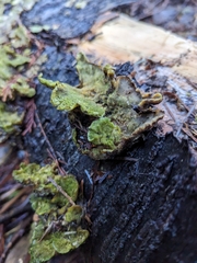 Peltigera britannica