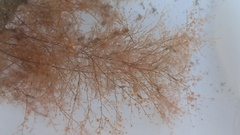 Eudendrium arbuscula