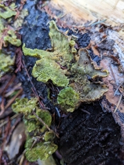 Peltigera britannica