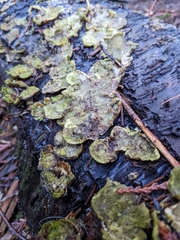 Peltigera britannica