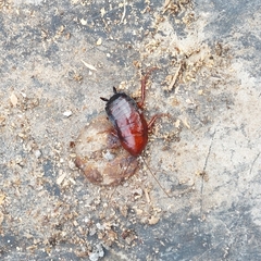 Eurycotis floridana
