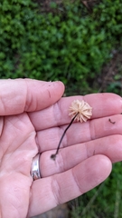 Collybiopsis quercophila