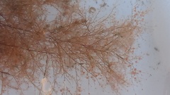 Eudendrium arbuscula