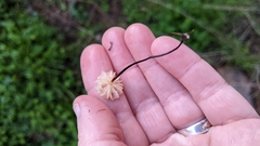 Collybiopsis quercophila