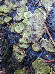 Peltigera britannica