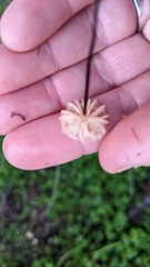 Collybiopsis quercophila