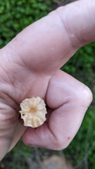 Collybiopsis quercophila