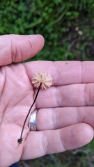 Collybiopsis quercophila