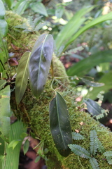 Philodendron florianetlii