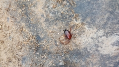 Eurycotis floridana