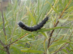Olceclostera seraphica