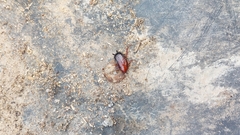 Eurycotis floridana