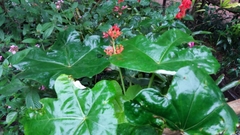 Jatropha podagrica