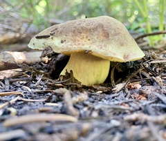 Boletus smithii