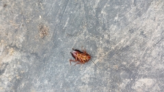 Eurycotis floridana