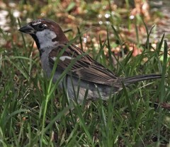 Passer domesticus