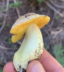 Boletus smithii