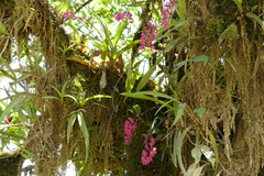 Rodriguezia lanceolata