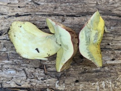 Boletus smithii