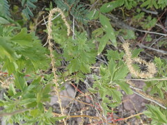 Brickellia laciniata