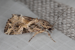 Callopistria yerburii