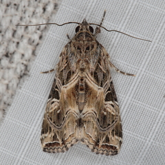 Callopistria yerburii
