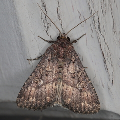 Condica capensis