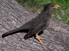 Turdus chiguanco