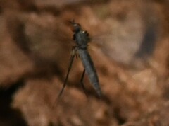 Rhamphomyia marginata