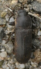 Tenebrio opacus