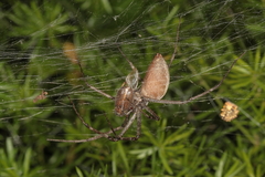 Euprosthenops australis
