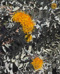 Leucospermum rodolentum