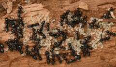 Camponotus fallax