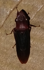 Proconiini