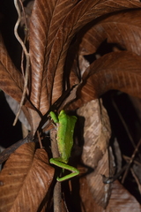 Phyllomedusa tarsius