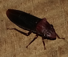 Proconiini