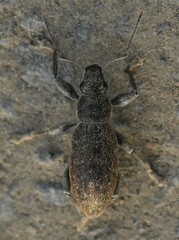 Brachyderes incanus
