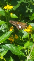 Epargyreus clarus