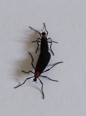 Plecia ruficollis