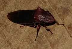 Proconiini