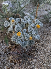 Psathyrotes ramosissima