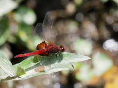 Erythrodiplax ines