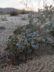 Psathyrotes ramosissima