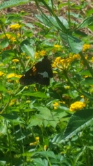 Epargyreus clarus