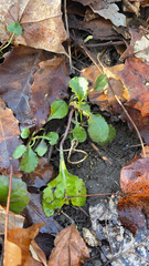 Packera obovata
