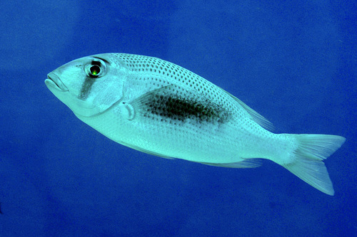 Bluelined large-eye bream (Gymnocranius microdon) — Lethrinidae
