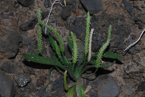 Plantago coronopus var. coronopus image
