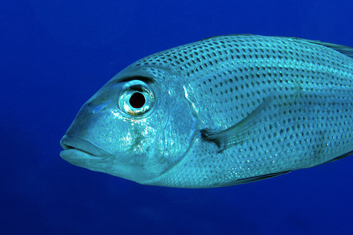 Bluelined large-eye bream (Gymnocranius microdon) — Lethrinidae — 4
