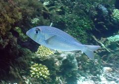 Gymnocranius microdon